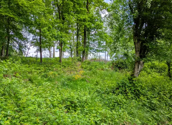 Ansicht-SW-Titel der Immobilie: Besser geht´s nicht! Toller Bauplatz in Sackgasse am Waldrand, Süd-Ausrichtung, ruhig, Natur pur! (Foto)